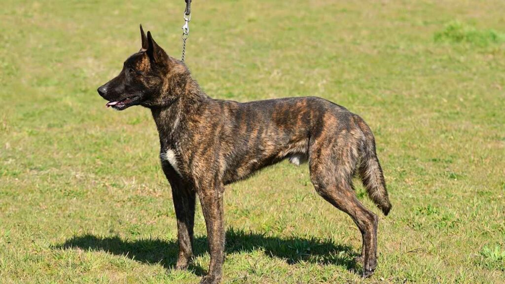 Dutch-Shepherd-6