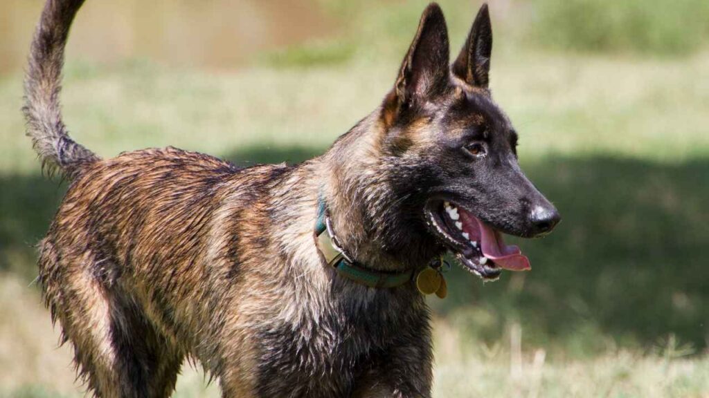 Dutch-Shepherd-7