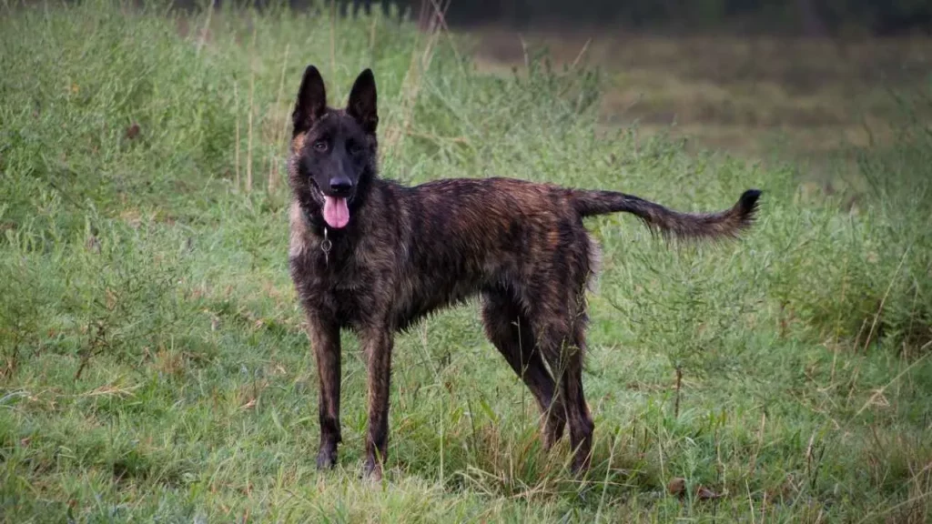 dutch shepherd
