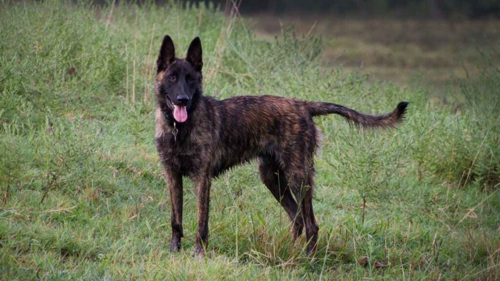 Dutch-Shepherd-8-2