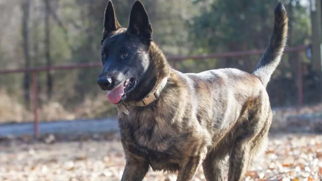 Dutch-Shepherd-9