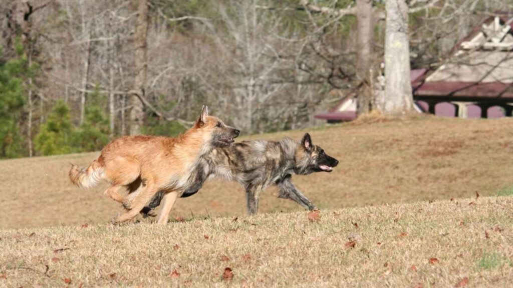 Dutch Shepherds and Belgian Malinois