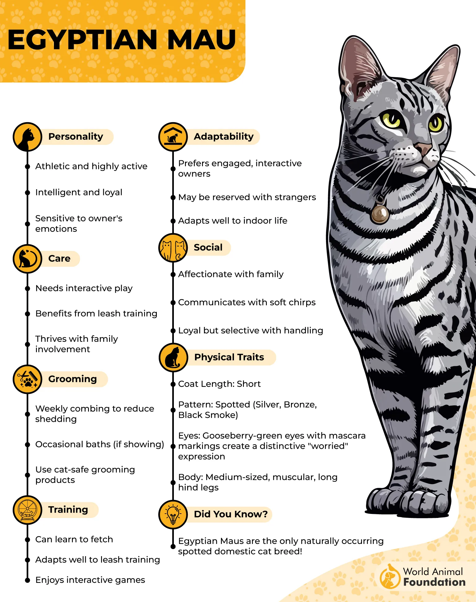Egyptian Mau Profile