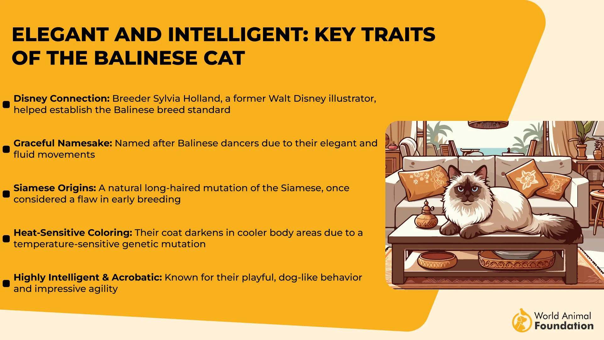 Elegant and Intelligent Key Traits of the Balinese Cat-01
