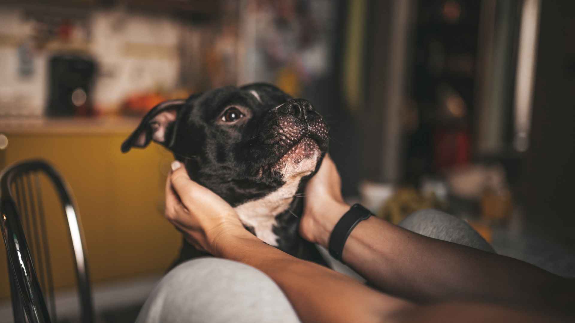 Emotional Dog Breeds That Feel Deeply