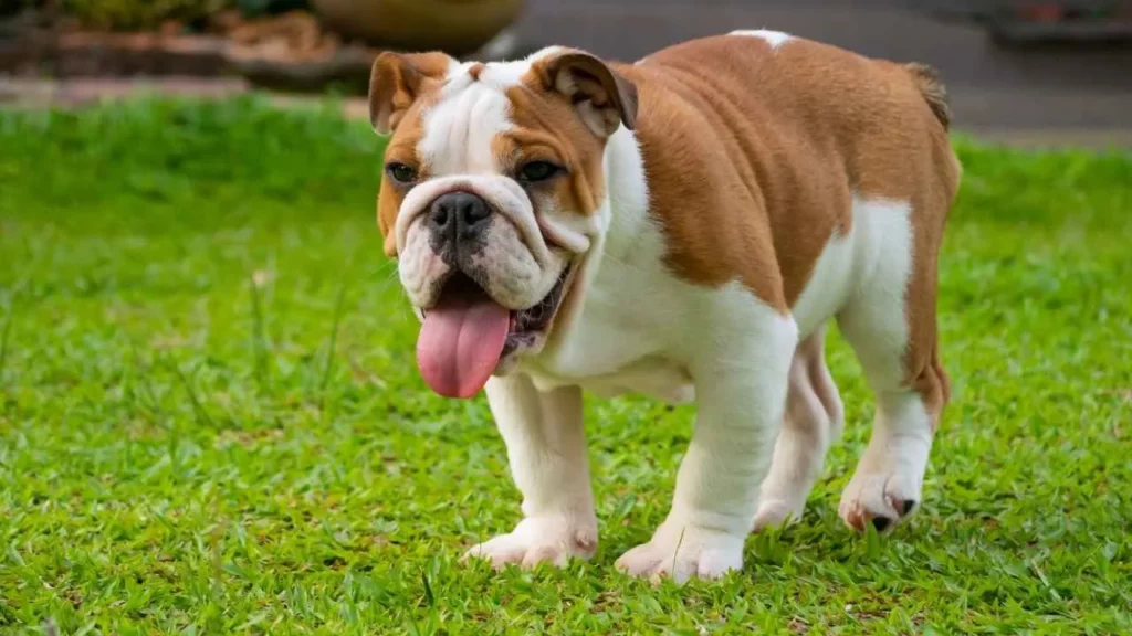 english bulldog
