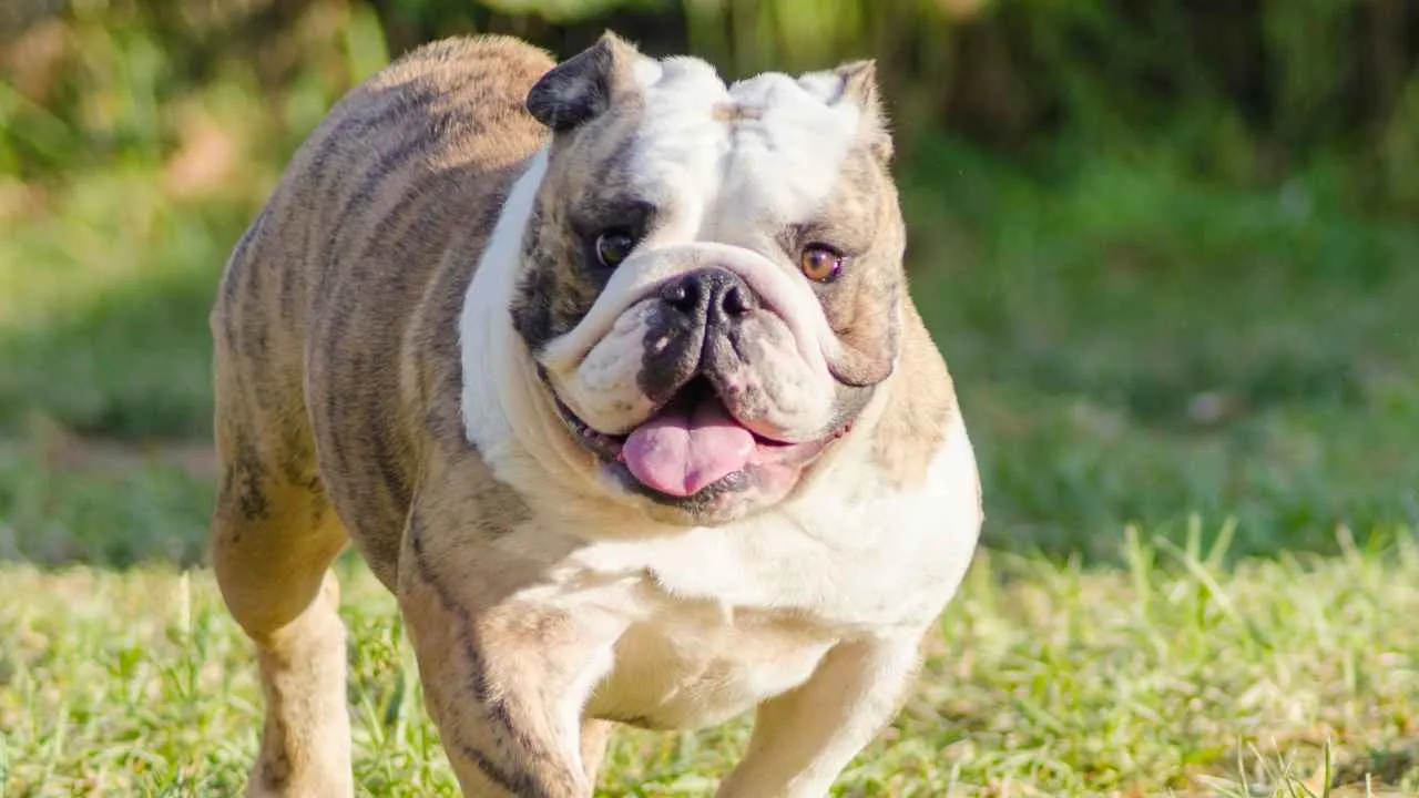 English Bulldog