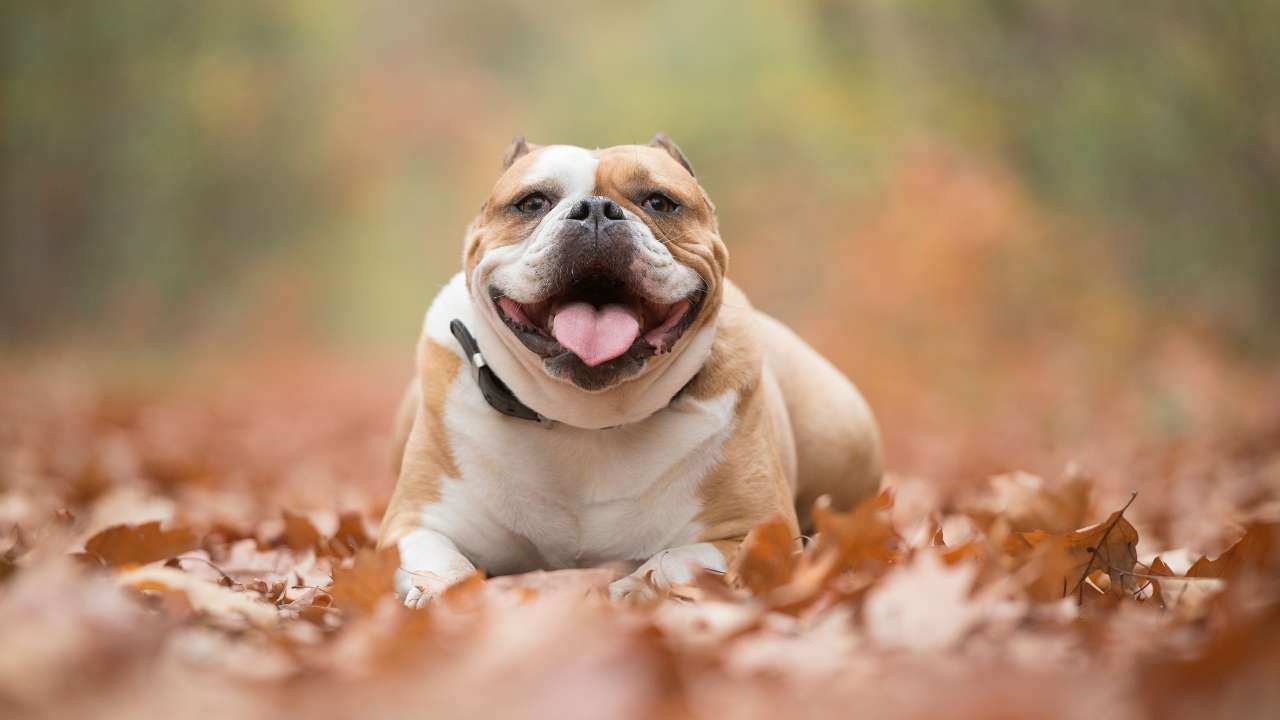 English Bulldog