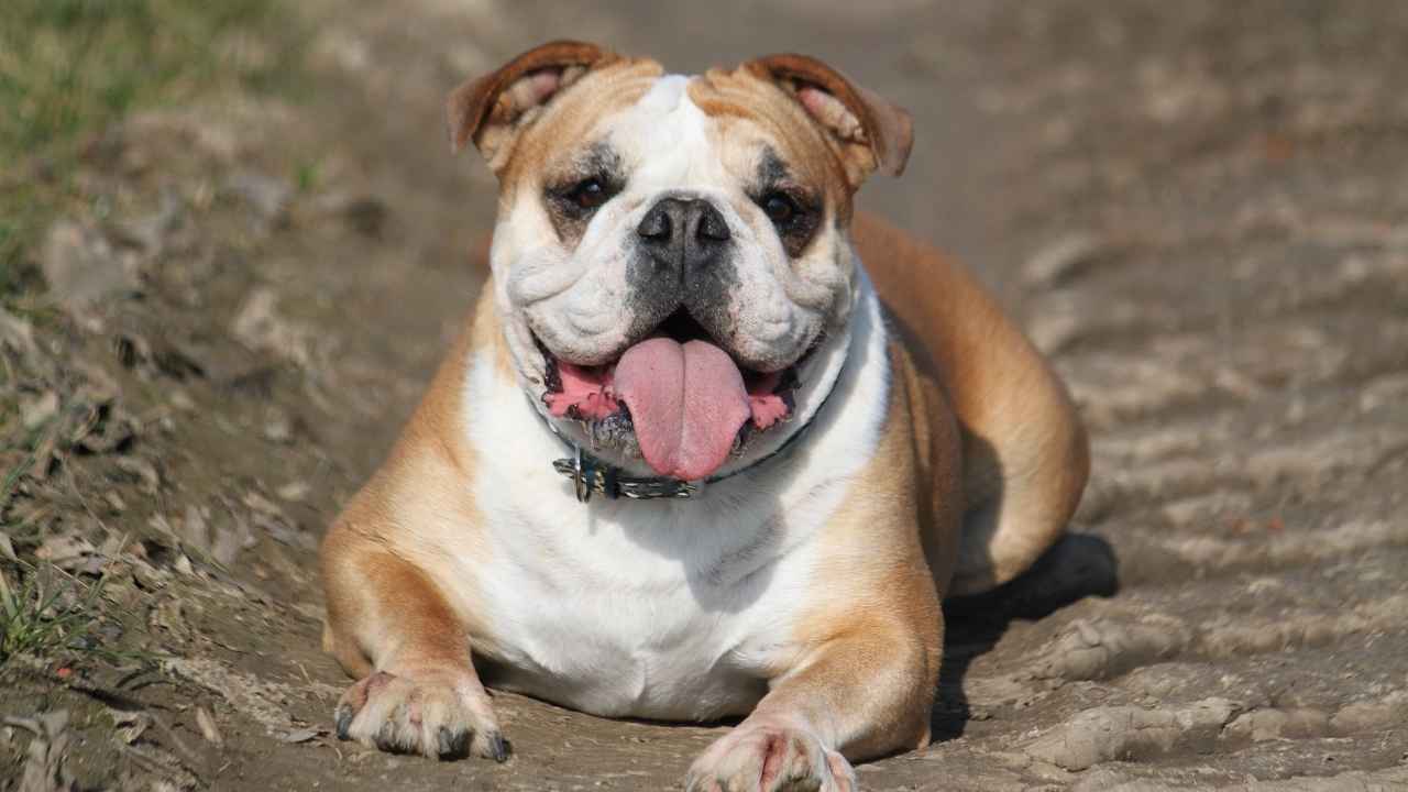 english bulldog