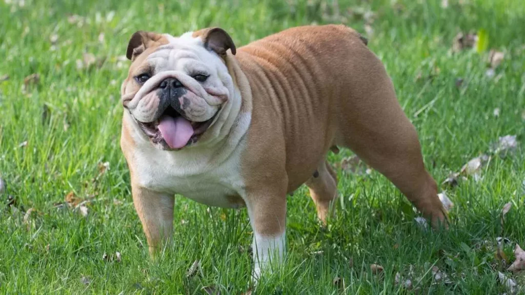 english bulldog