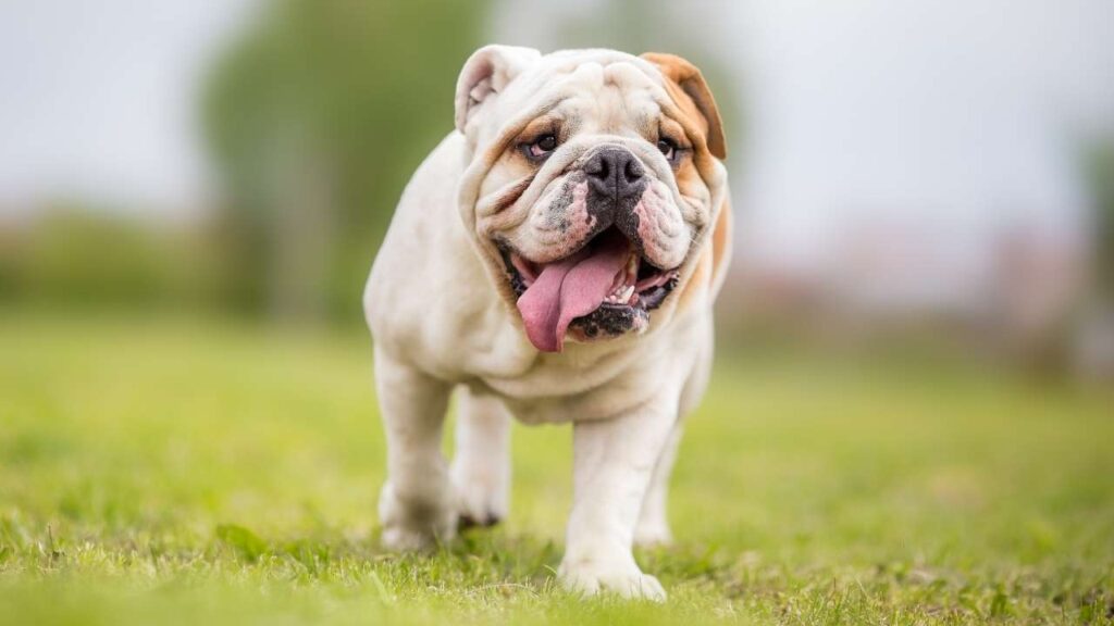 English Bulldog