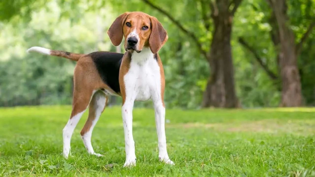English Foxhound