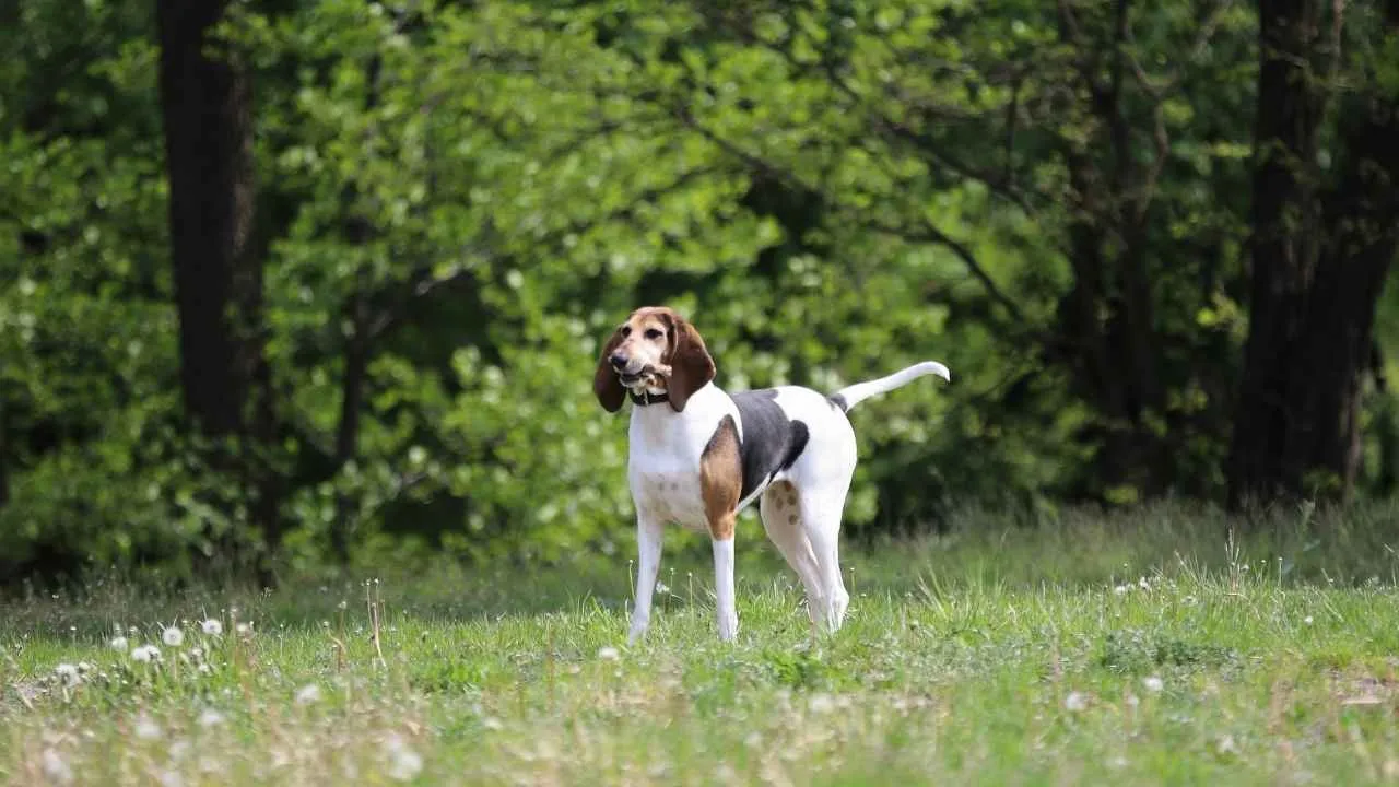 English Foxhound