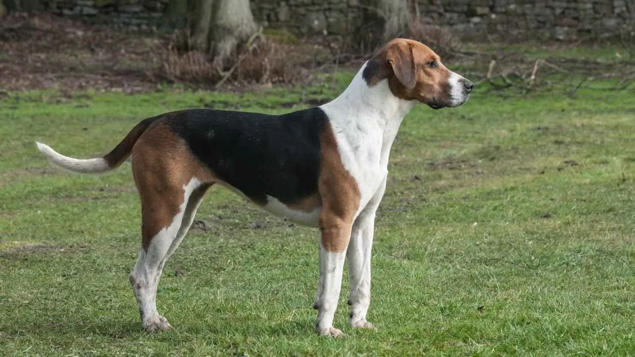 English Foxhound