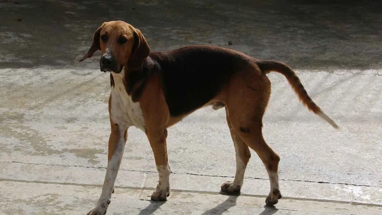 English foxhound