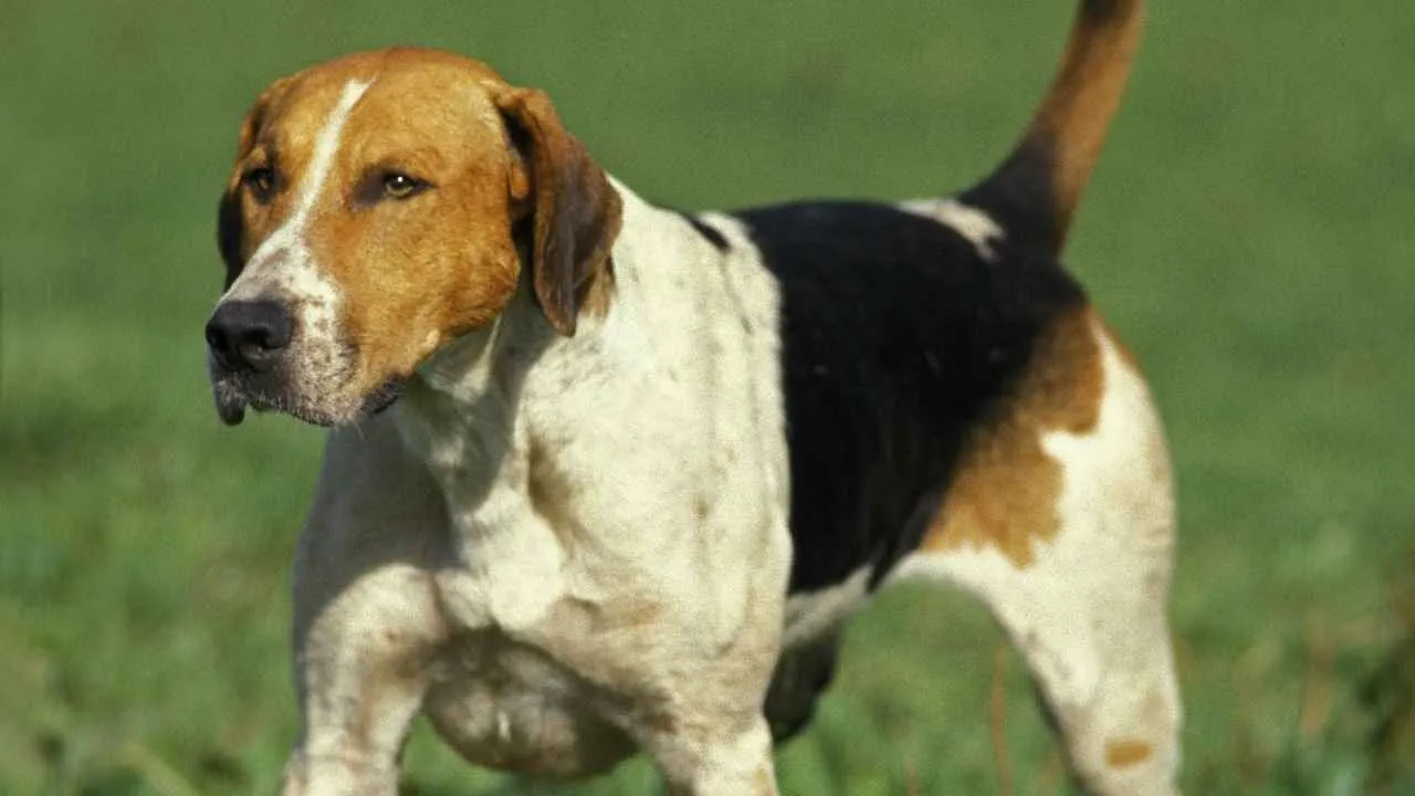 English Foxhound