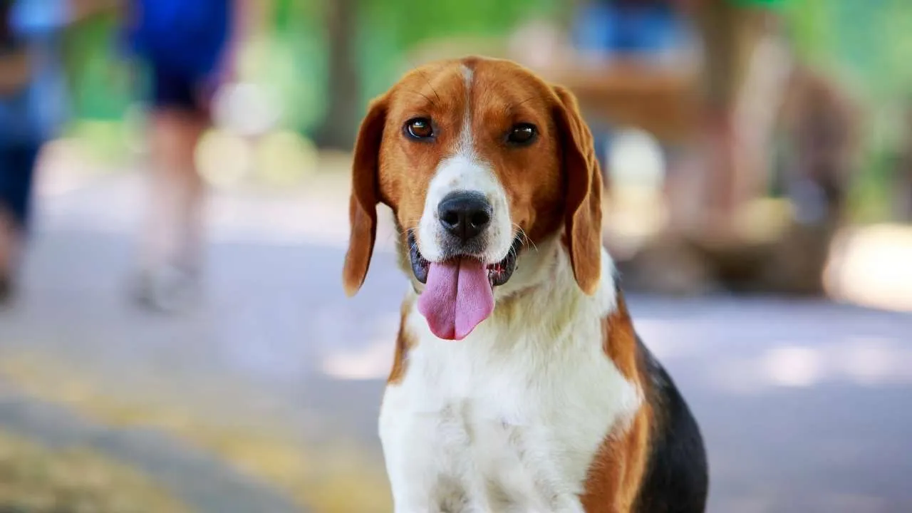 English Foxhound