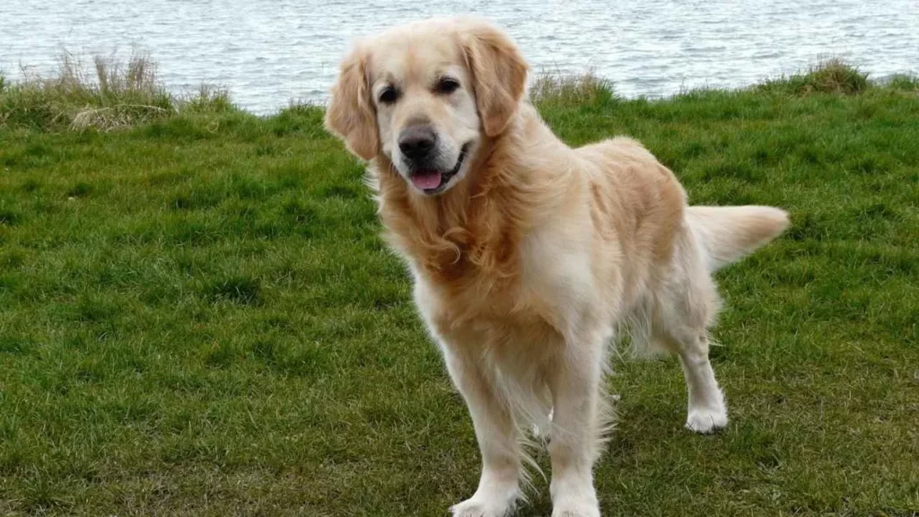 golden retriever