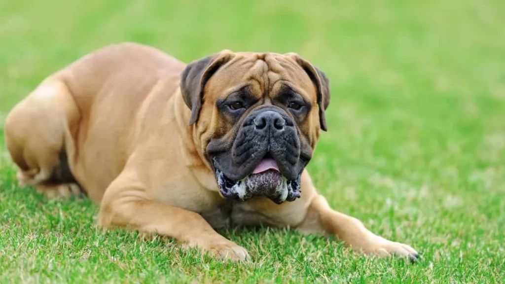 English Mastiff