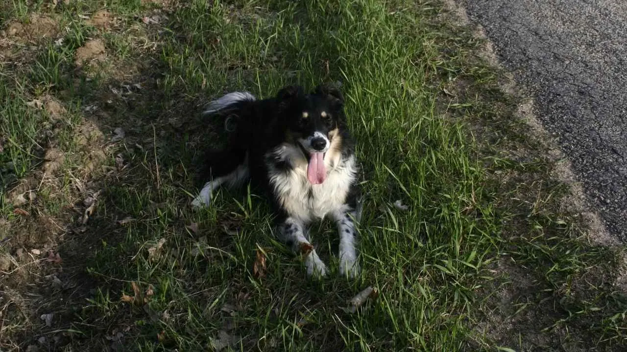 English Shepherd