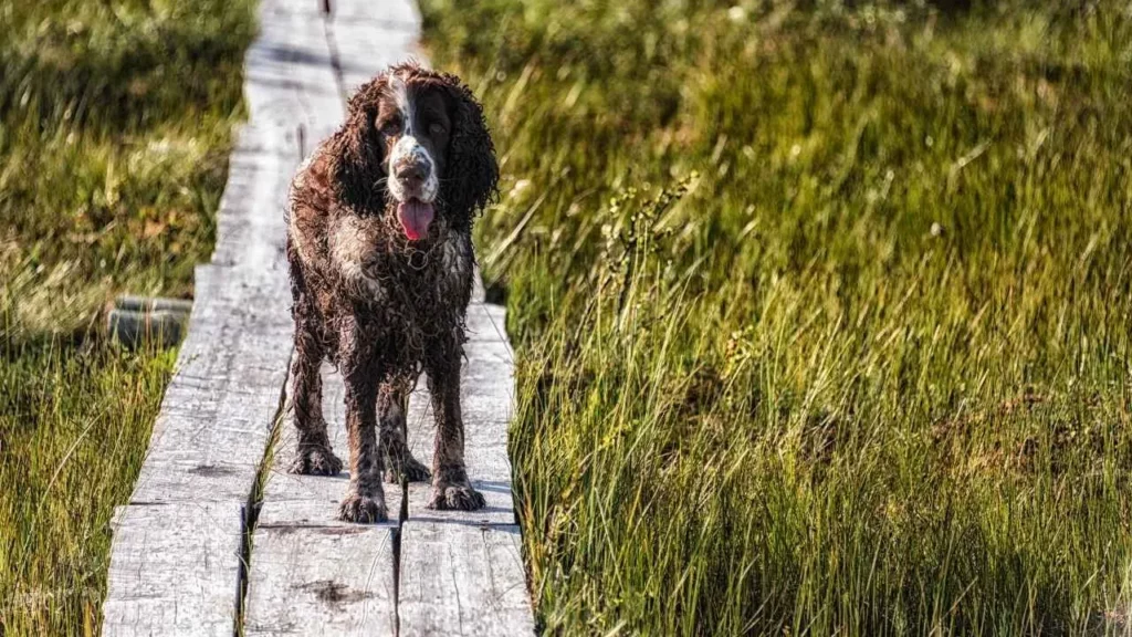 Springer Spaniel