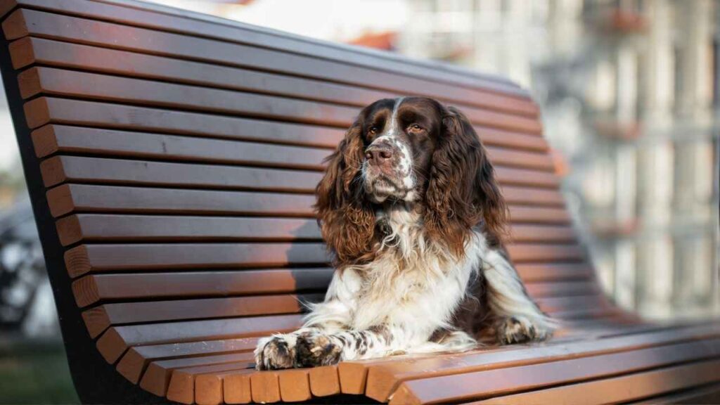 Springer Spaniel
