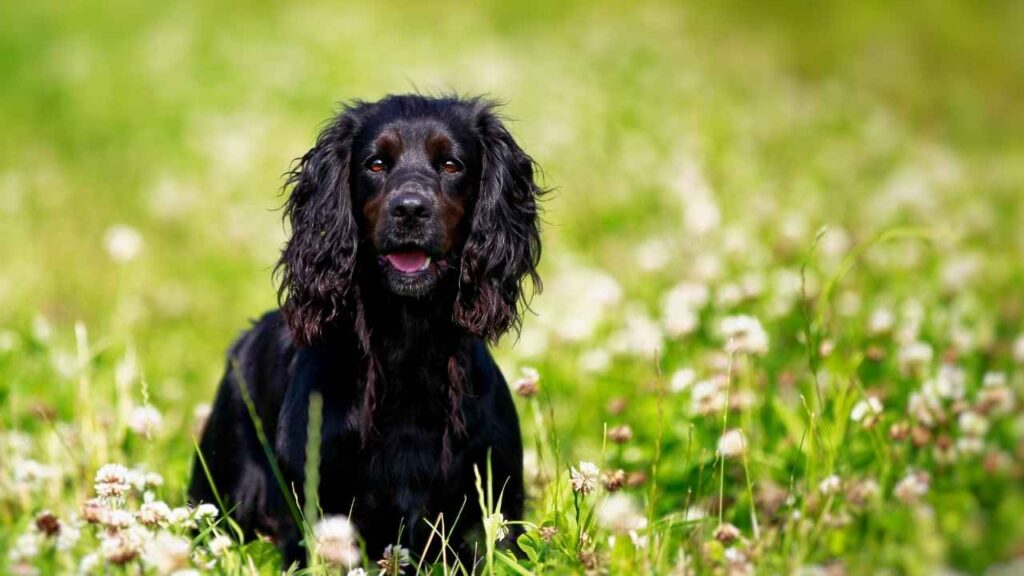 Springer Spaniel