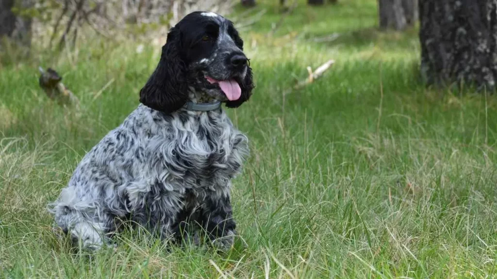 Springer Spaniel