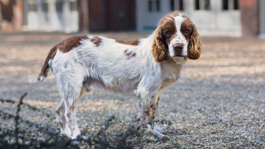 Springer Spaniel