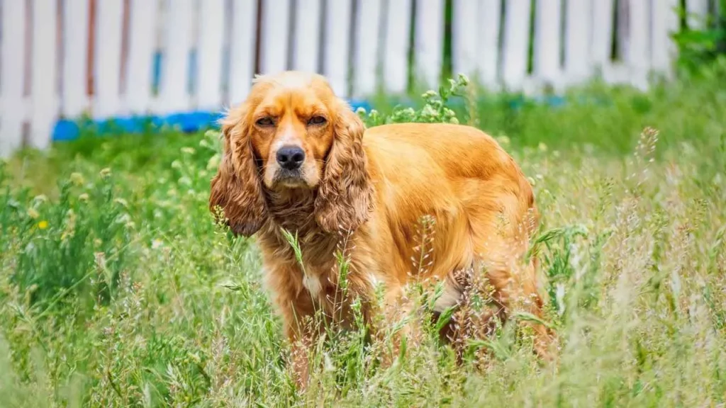 English cocker spaniel