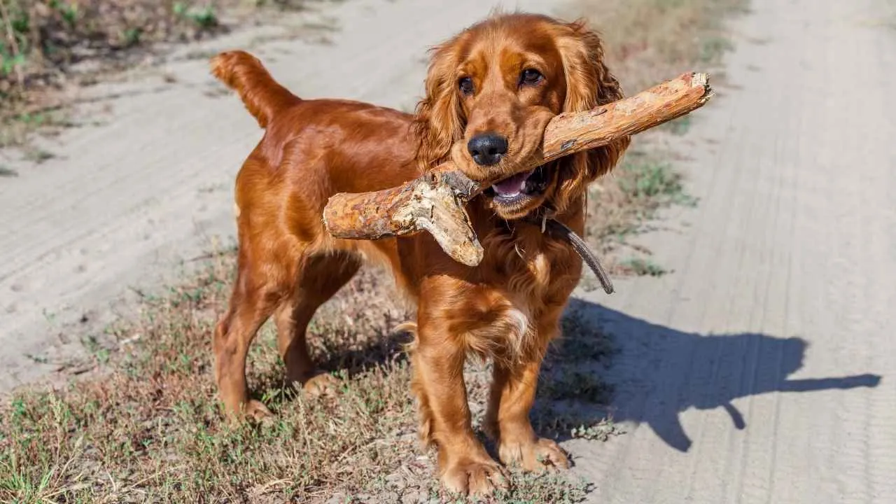 English Cocker Spaniel