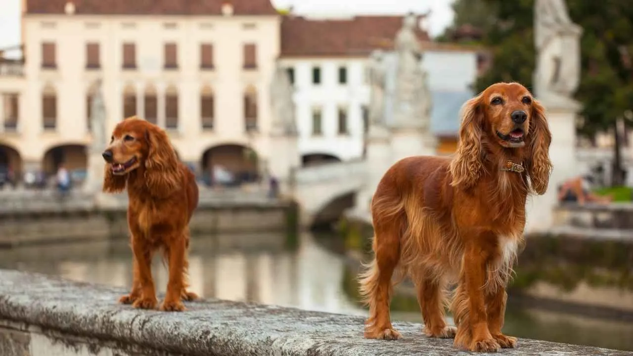 English Cocker Spaniel