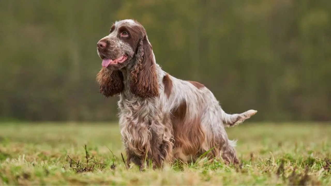 English cocker spaniel