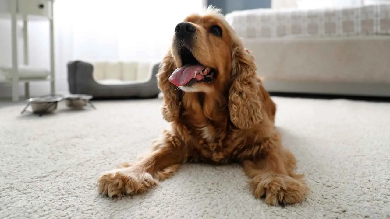 English Cocker Spaniel
