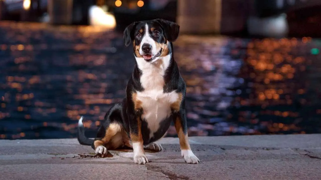 Entlebucher Mountain Dog