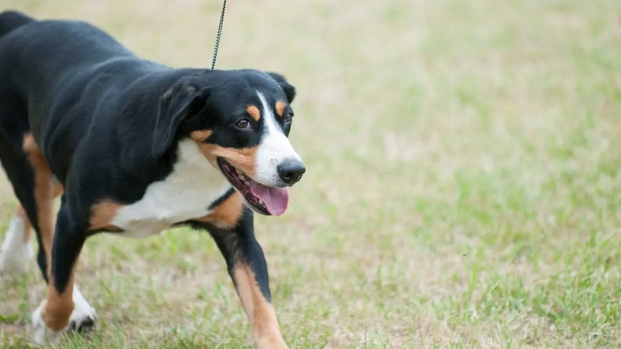 Entlebucher Mountain Dog