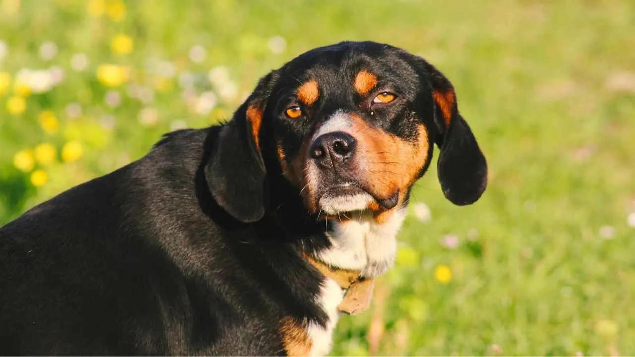 Entlebucher Mountain Dog