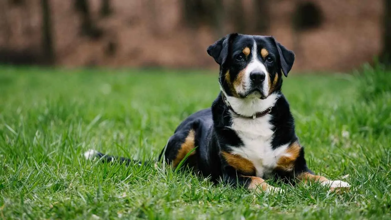 Entlebucher Mountain Dog