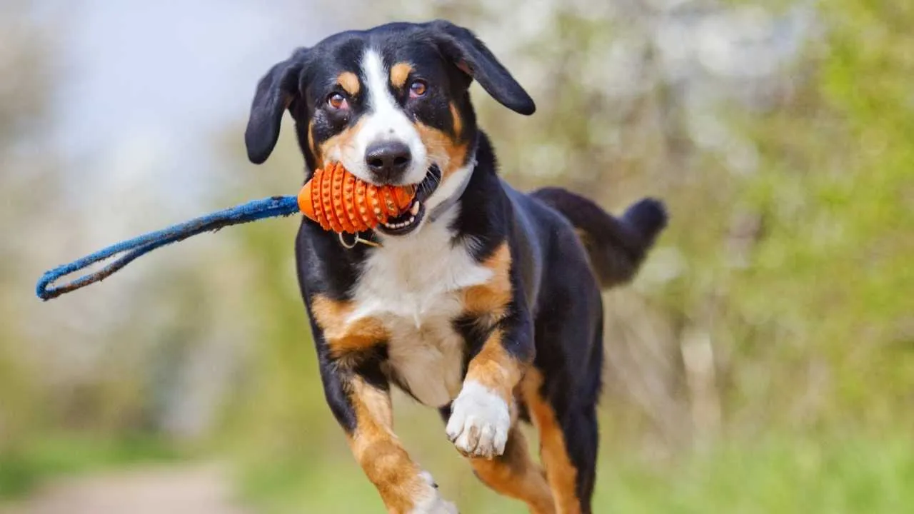 Entlebucher Mountain Dog