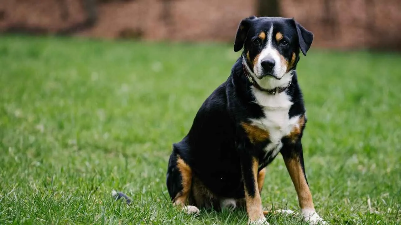 Entlebucher Mountain Dog