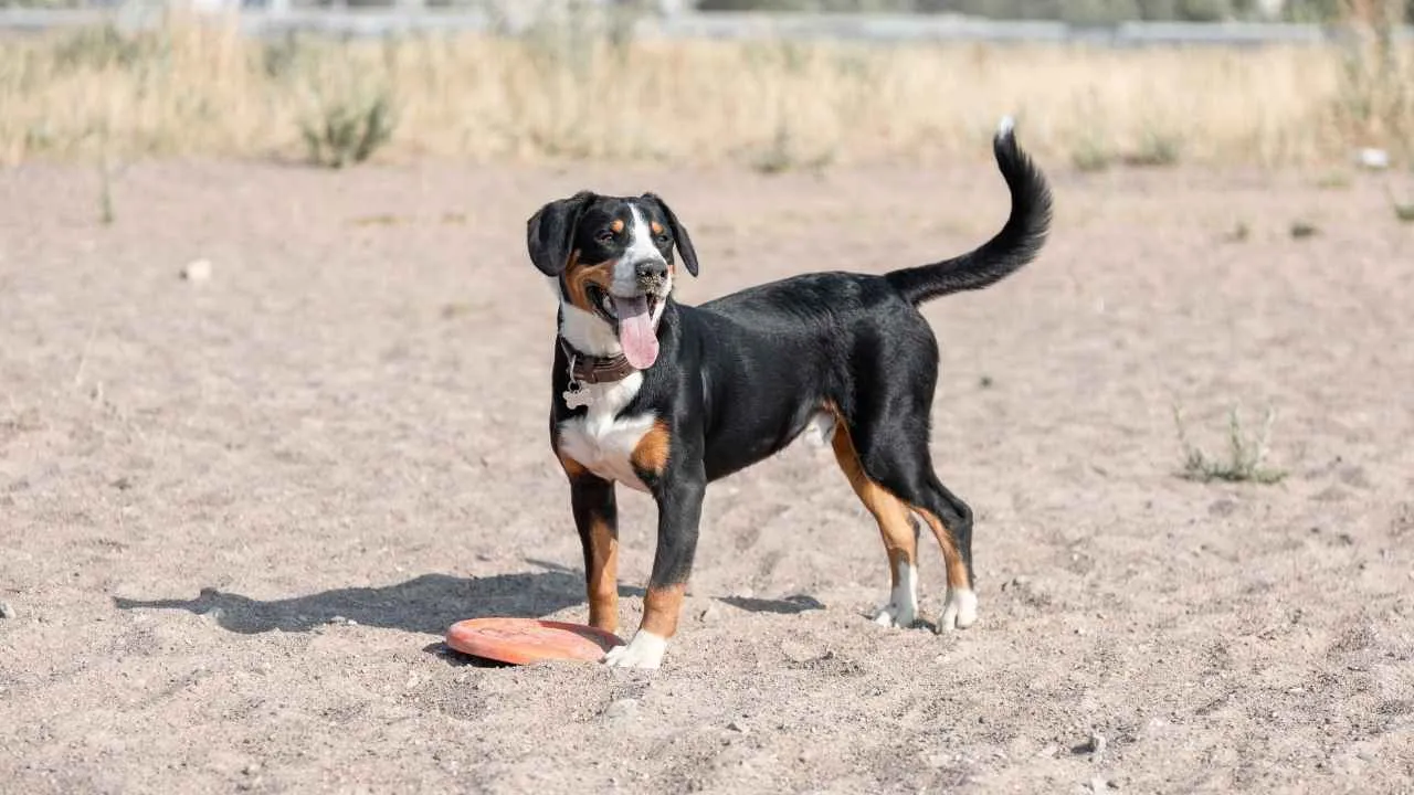 Entlebucher Mountain Dog