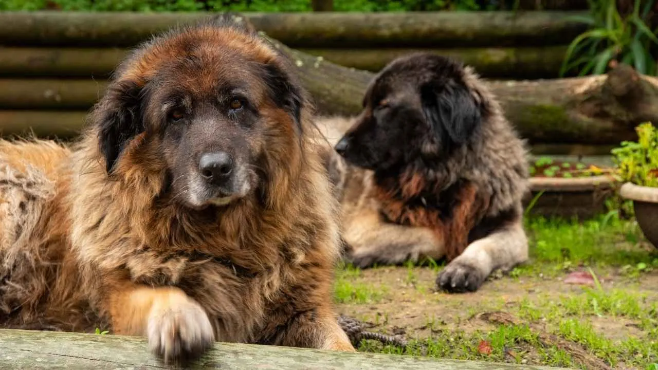 Estrela Mountain Dog