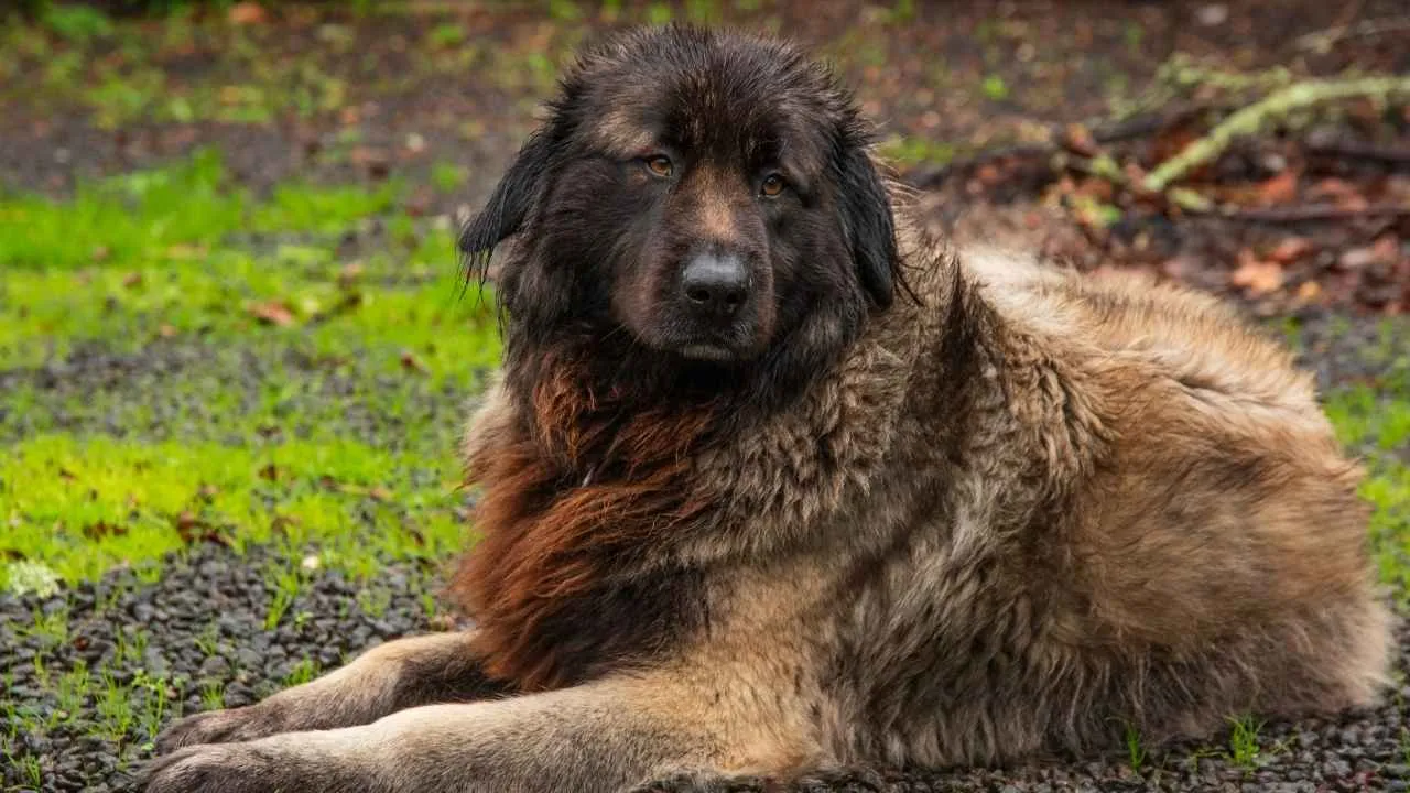 Estrela Mountain Dog