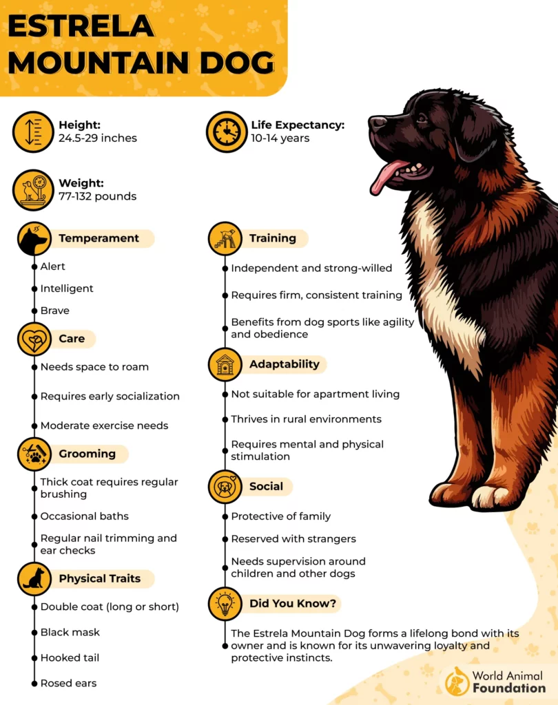 Estrela Mountain Dog