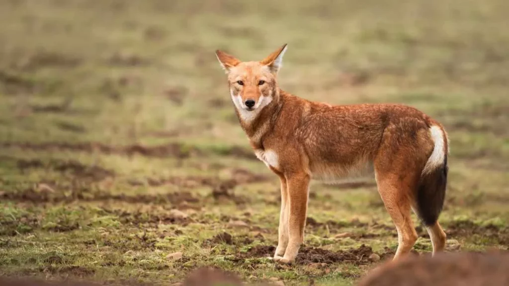The Ethiopian Wolf