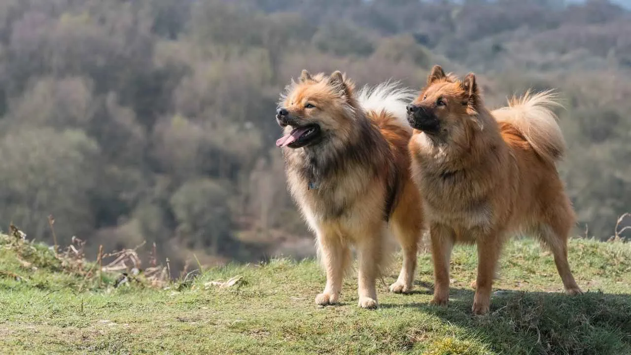 Eurasier
