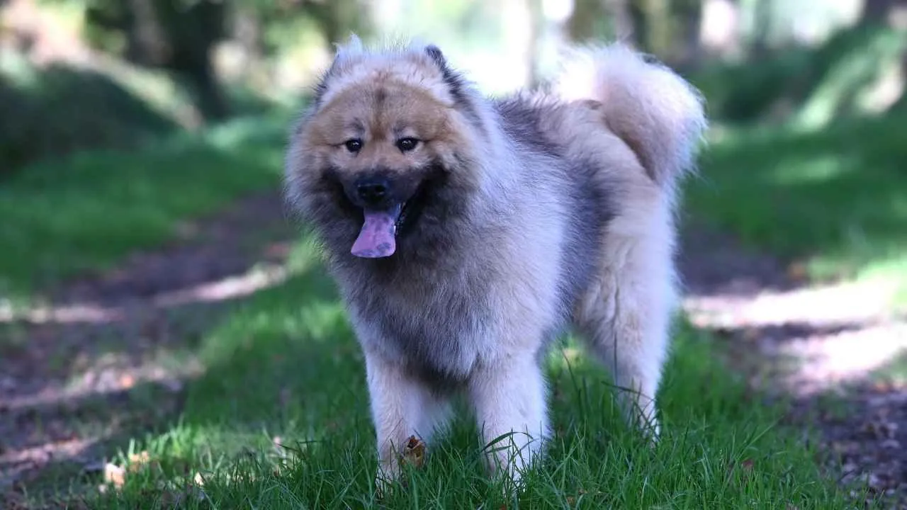 Eurasier