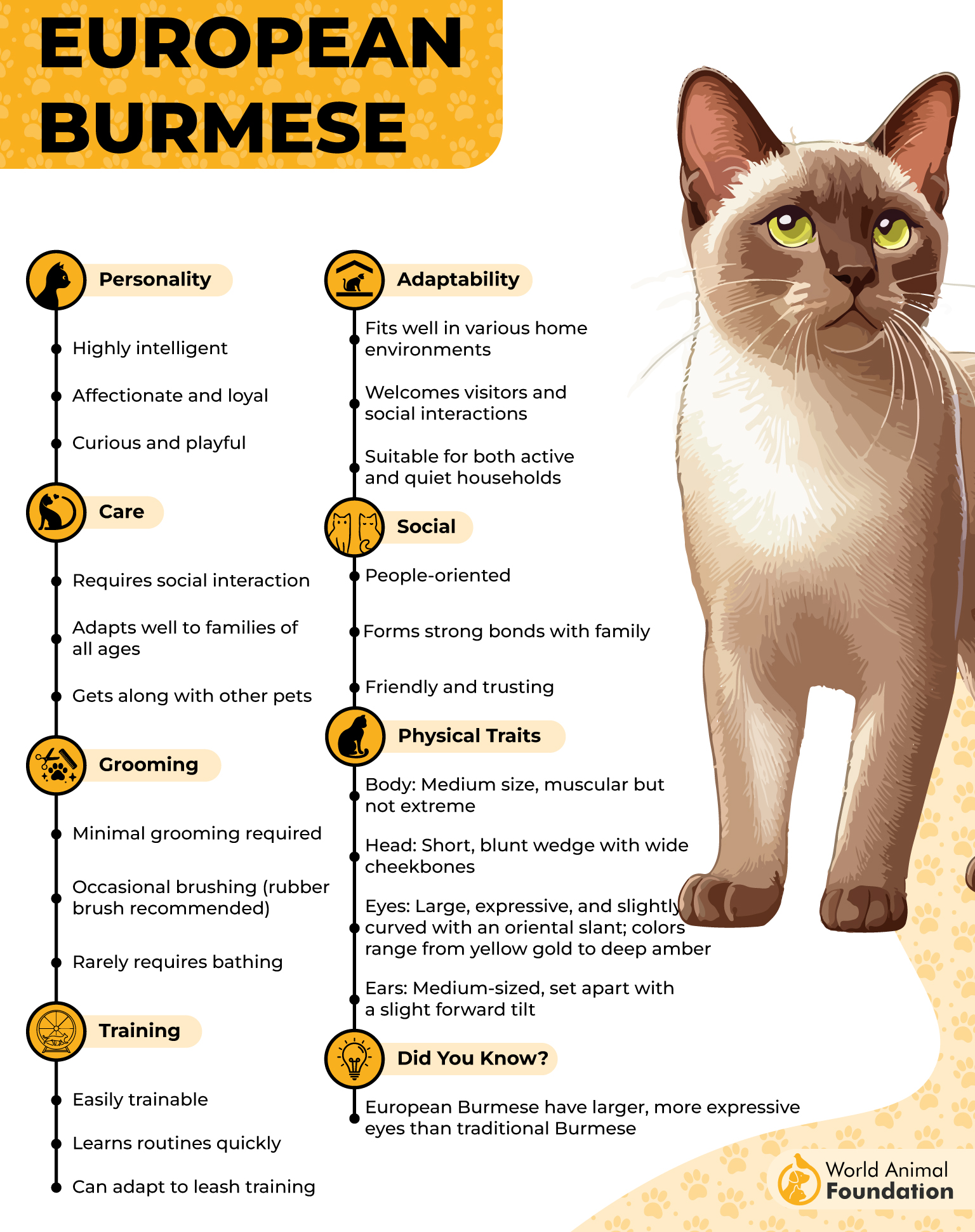 European Burmese Profile