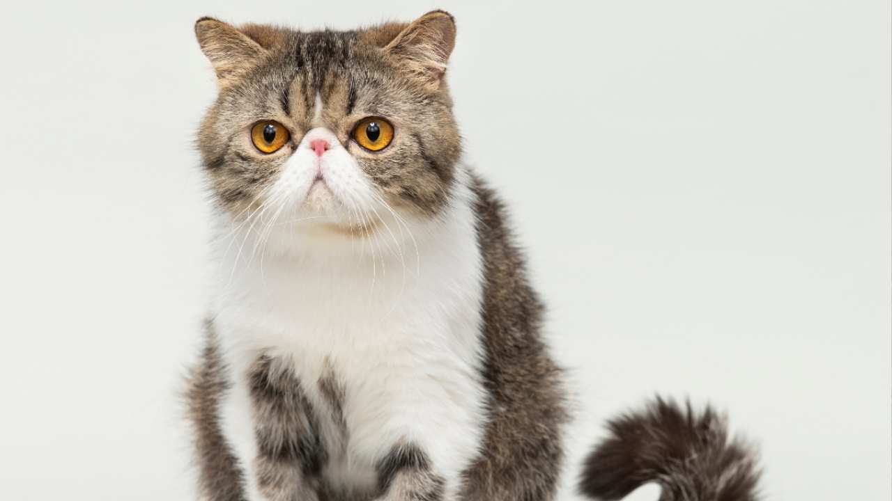 Exotic Shorthair