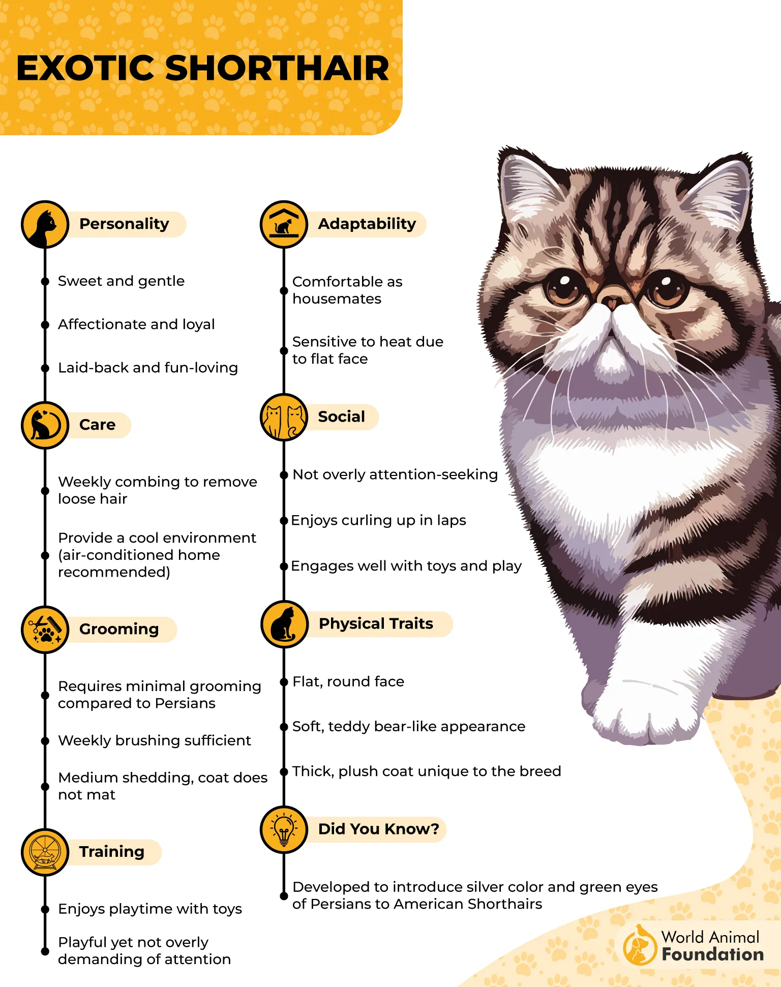 Exotic Shorthair Profile